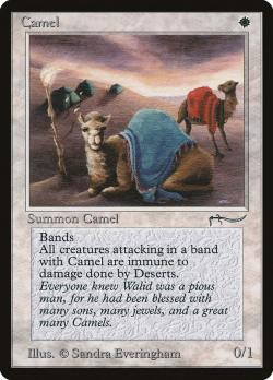 camel.jpg